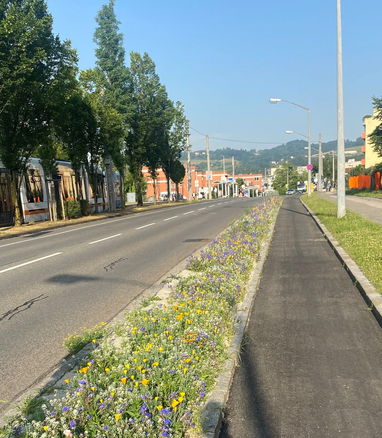 Grünstreifen vor Park Biesenfeld insektenfreundlich gestaltet