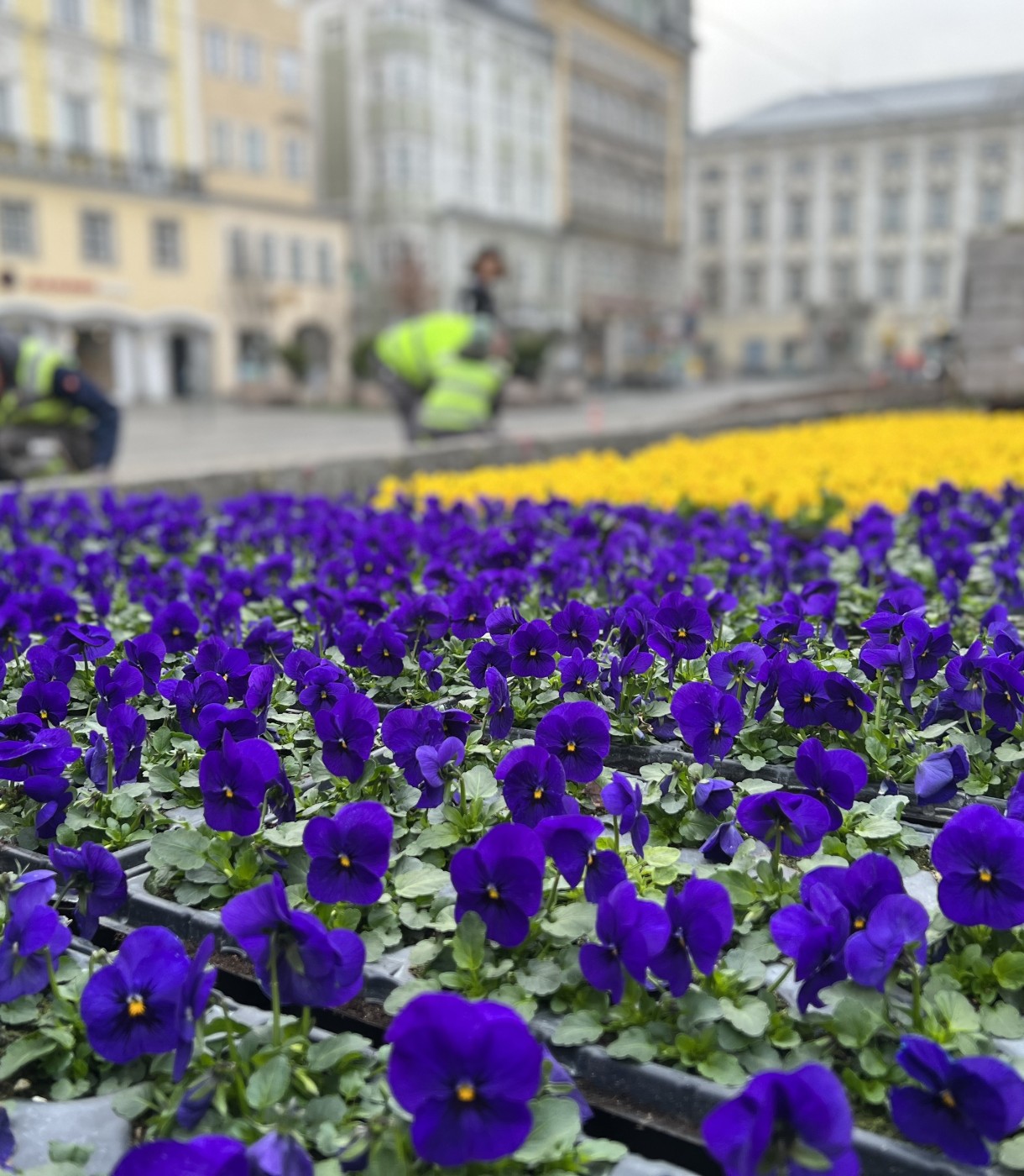 Sommer-Blütenpracht: 70.000 Blumen machen die Stadt bunt